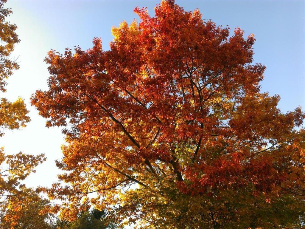 Ferienhaus Ginkgo Biloba Malsbenden 外观 照片