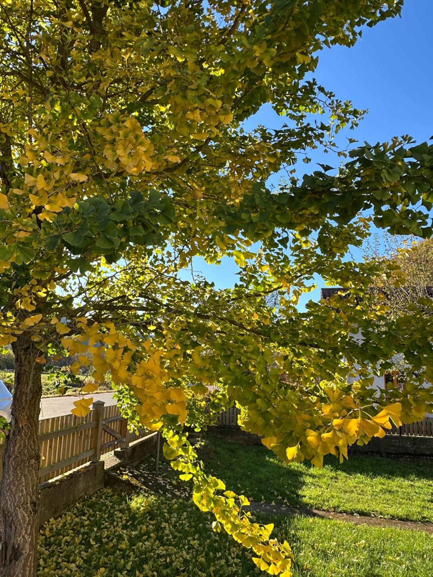 Ferienhaus Ginkgo Biloba Malsbenden 外观 照片